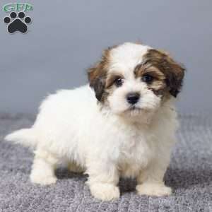 Lukas, Teddy Bear Puppy